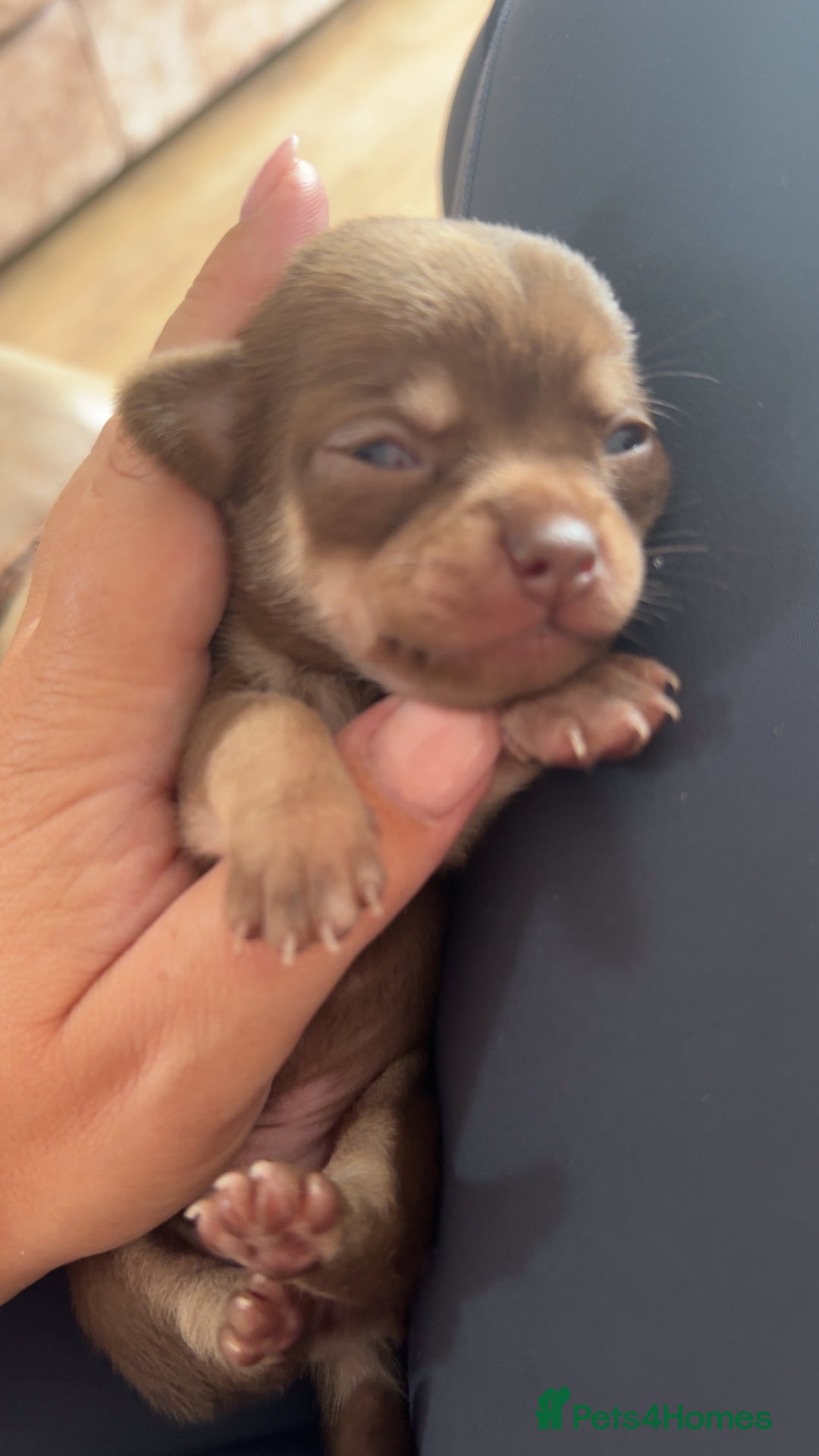 Chihuahua dogs for sale: Beautiful chihuahua pups - Image 10