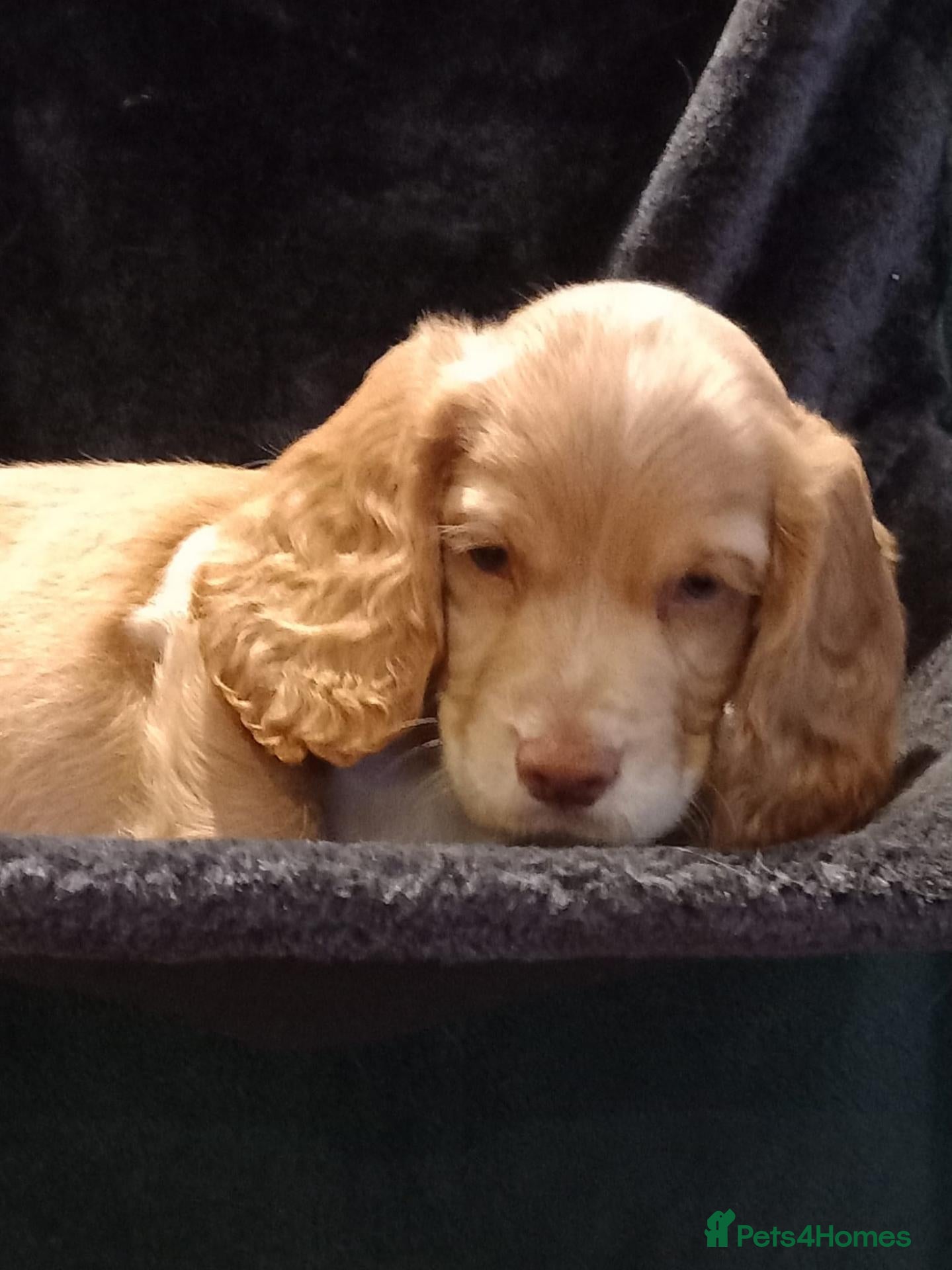 Cocker Spaniel dogs Working Cocker Spaniel puppies for sale - Advert 2
