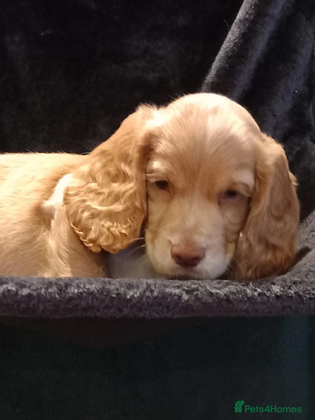 Cocker Spaniel dogs for sale: Working Cocker Spaniel puppies for sale - Advert 2