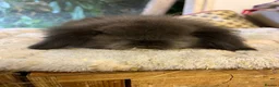 Mini Lion Lop rabbits for sale: Pure mini lion lops from show stock  - Advert 16