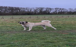Turkish Kangal dogs for sale: Turkish Kangal - Image 1