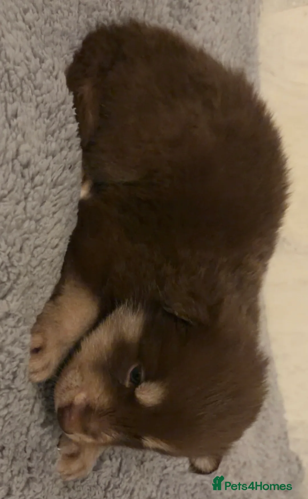 Shepsky dogs for sale: Northern innuit puppies - Advert 33