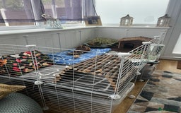 Guinea Pig rodents for sale: Two bonded male guinea pigs along with full set up - Image 5