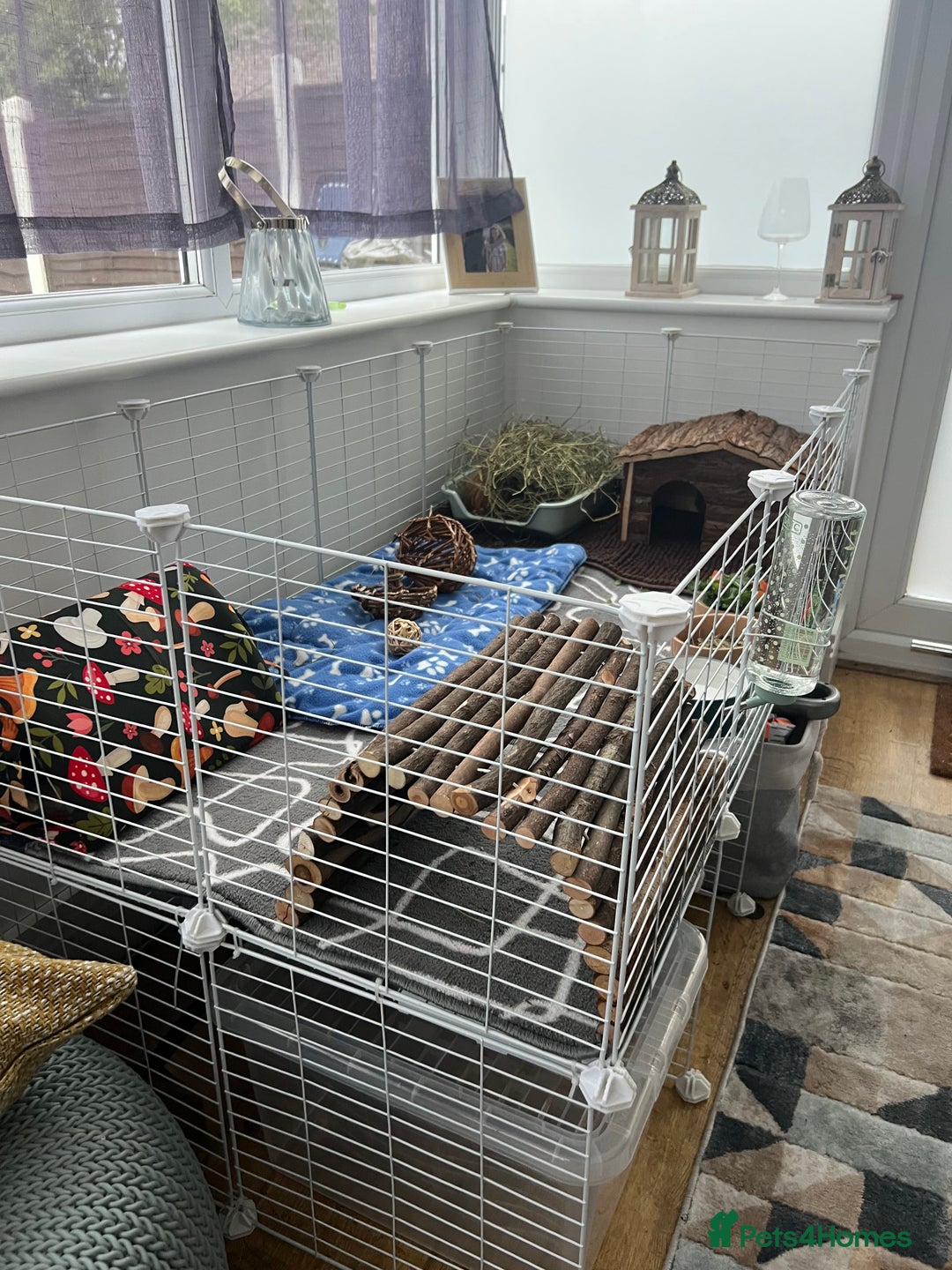 Guinea Pig rodents for sale: Two bonded male guinea pigs along with full set up - Image 5