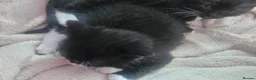 Mixed Breed cats for sale: Beautiful Kittens  in Renfrew - Advert 20