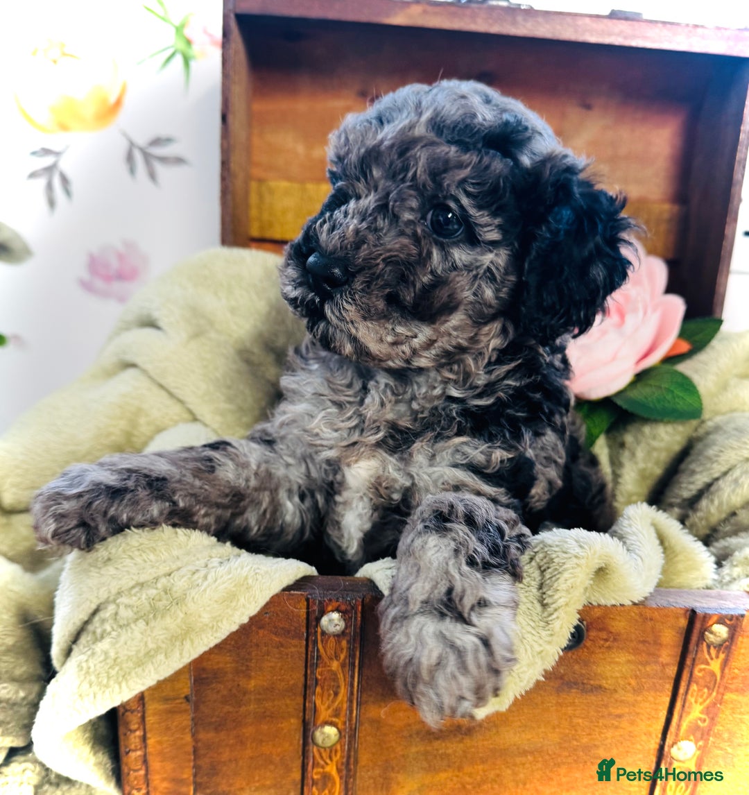 Cavapoochon dogs for sale: F1b Cavapoochon  - Image 6