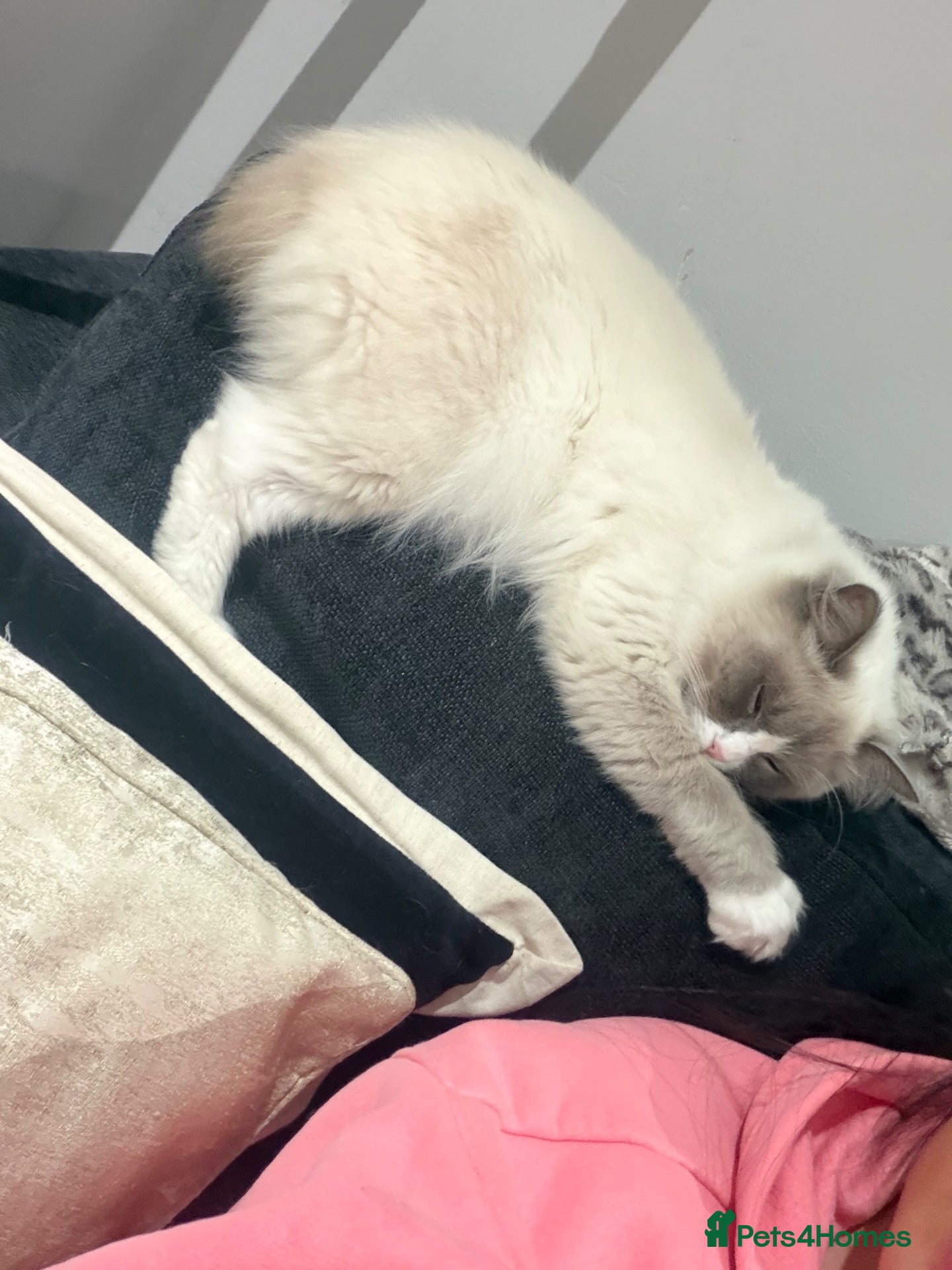 Ragdoll cats One year old ragdoll female  - Advert 18