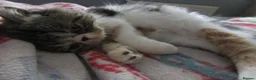 Exotic cats for sale: Super sweet Exotic female kitten READY NOW - Advert 7