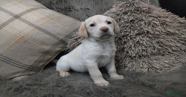 Labrador Retriever dogs Labrador puppies  - Advert 2