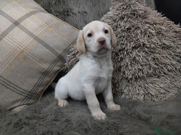 Labrador Retriever dogs Labrador puppies - Advert 1