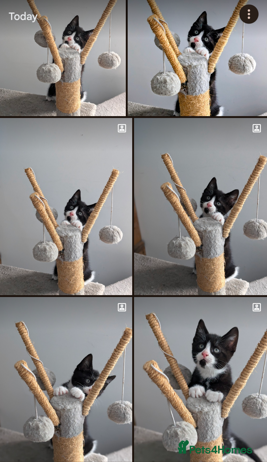 Mixed Breed cats for sale: Healthy kittens - READY NOW ( 8 weeks old )  - Image 2