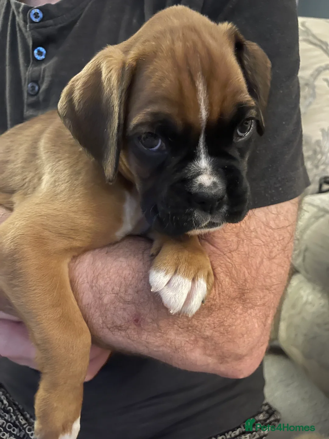 Boxer dogs for sale:  Stunning KC reg bobtailed boxers *1 girl left* - Advert 32