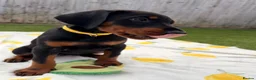 Dobermann dogs for sale: 🏡Viewings Available Now | KC Registered Dobermans - Advert 19