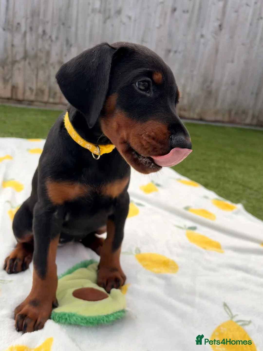 Dobermann dogs for sale: 🏡Viewings Available Now | KC Registered Dobermans - Advert 19