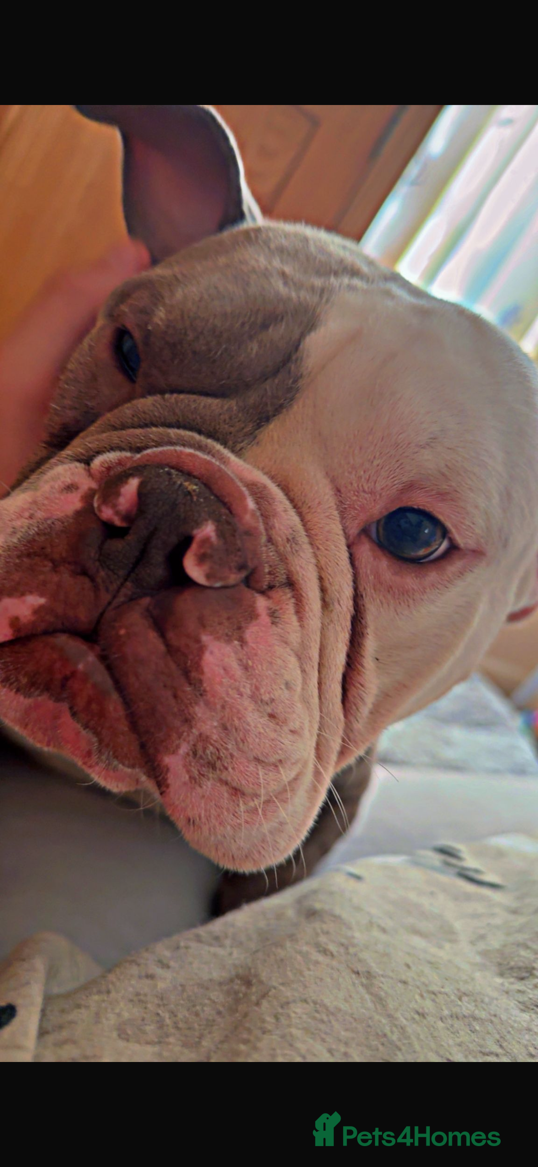 English Bulldog dogs for sale: Old mixed with new English bull dog  - Advert 1