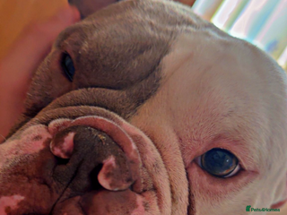 English Bulldog dogs Old mixed with new English bull dog - Advert 8