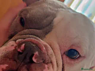 English Bulldog dogs Old mixed with new English bull dog - Advert 2