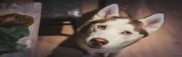 Siberian Husky dogs for stud: Imported Blue Eyed, Red & White Husky Stud in Treorchy - Advert 8
