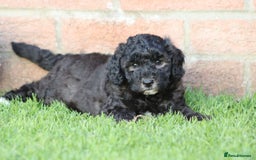 Cavapoochon dogs for sale: Cavapoochon puppies for sale - Image 28