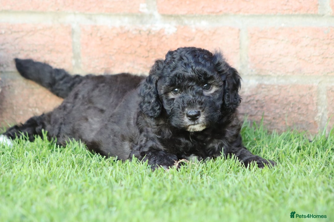 Cavapoochon dogs for sale: Cavapoochon puppies for sale - Image 28