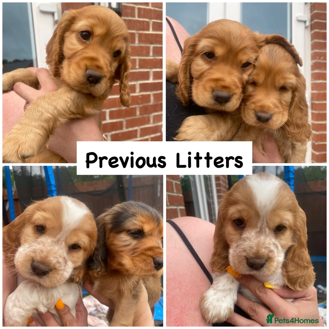 Cocker Spaniel dogs for stud: EXTENSIVELY Health Tested KC Show Cocker STUD in Chesterfield - Advert 17