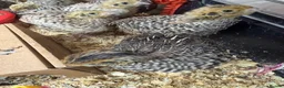 Quail poultry for sale: Jumbo Japanese Coturnix Quail  - Advert 3