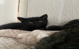 British Longhair cats for sale: Honey’s Kittens!  - Image 17
