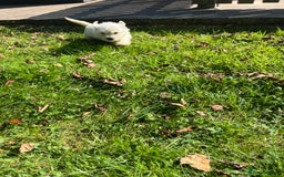 Mixed Breed dogs for sale: West highland terrier/poodle - Image 6