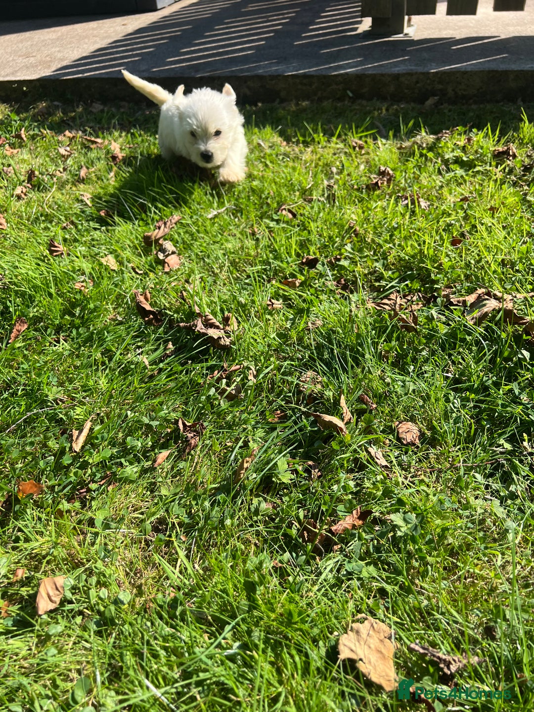 Mixed Breed dogs for sale: West highland terrier/poodle - Image 6