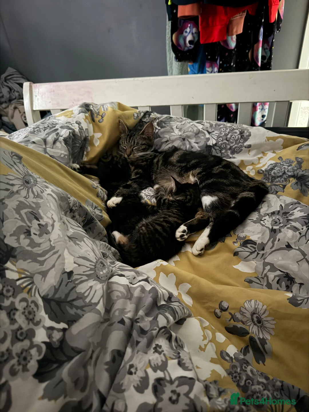 Mixed Breed cats for sale: 1 female kitten left in Yeovil - Advert 1