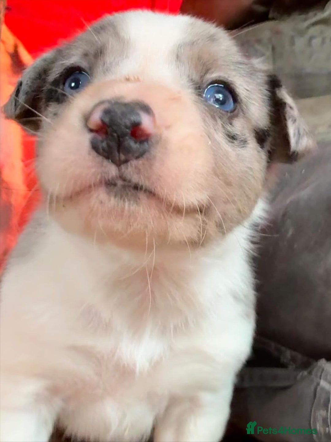 Border Collie dogs for sale: Collie pups  - Image 10