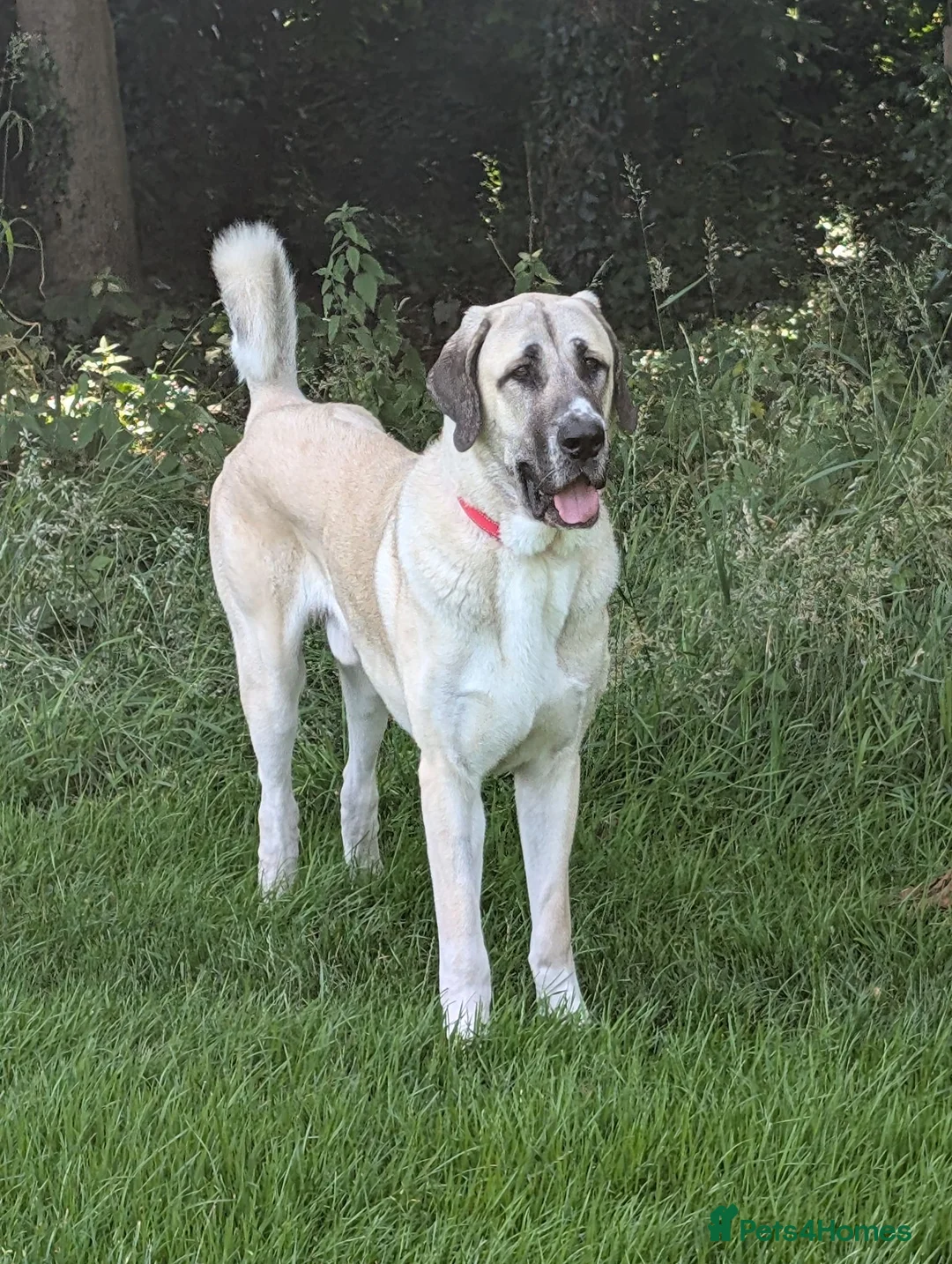 Anatolian Shepherd dogs for sale: Anatolian Shepherd  - Advert 7
