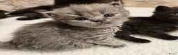 British Shorthair cats for sale: ✨️RARE✨️Black smoke BSH and 1 blue longhair - Advert 15