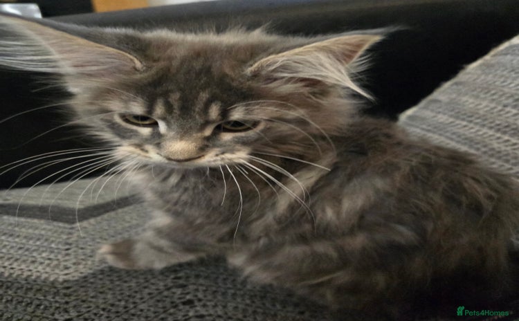 Maine Coon cats - Advert 4