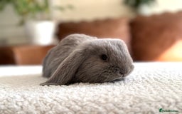 French Lop rabbits for sale: RESERVATIONS OPEN - Beautiful Baby French Lops - Image 11
