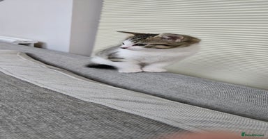 Mixed Breed cats - Advert 6
