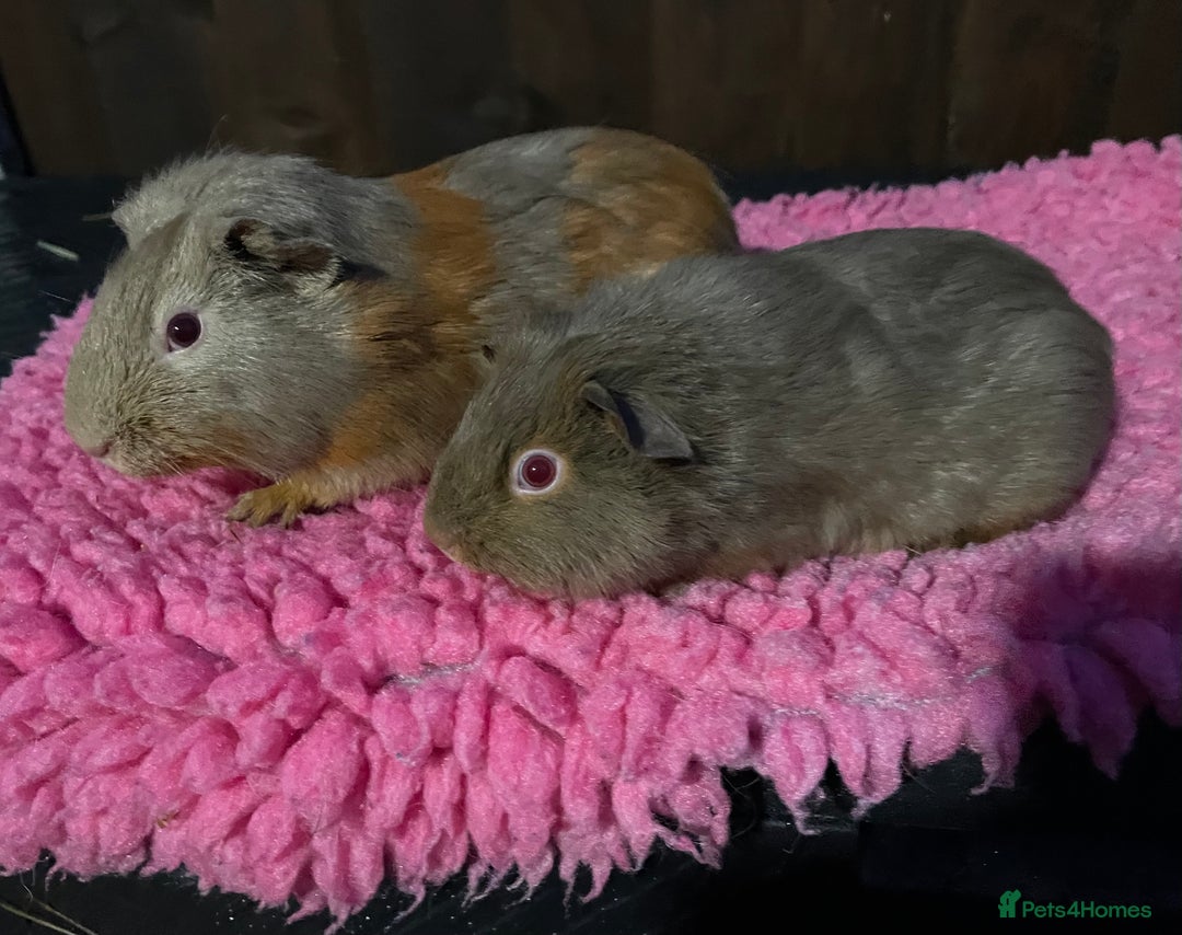 Guinea Pig rodents for sale: 2 sows & 2 boars - Advert 3