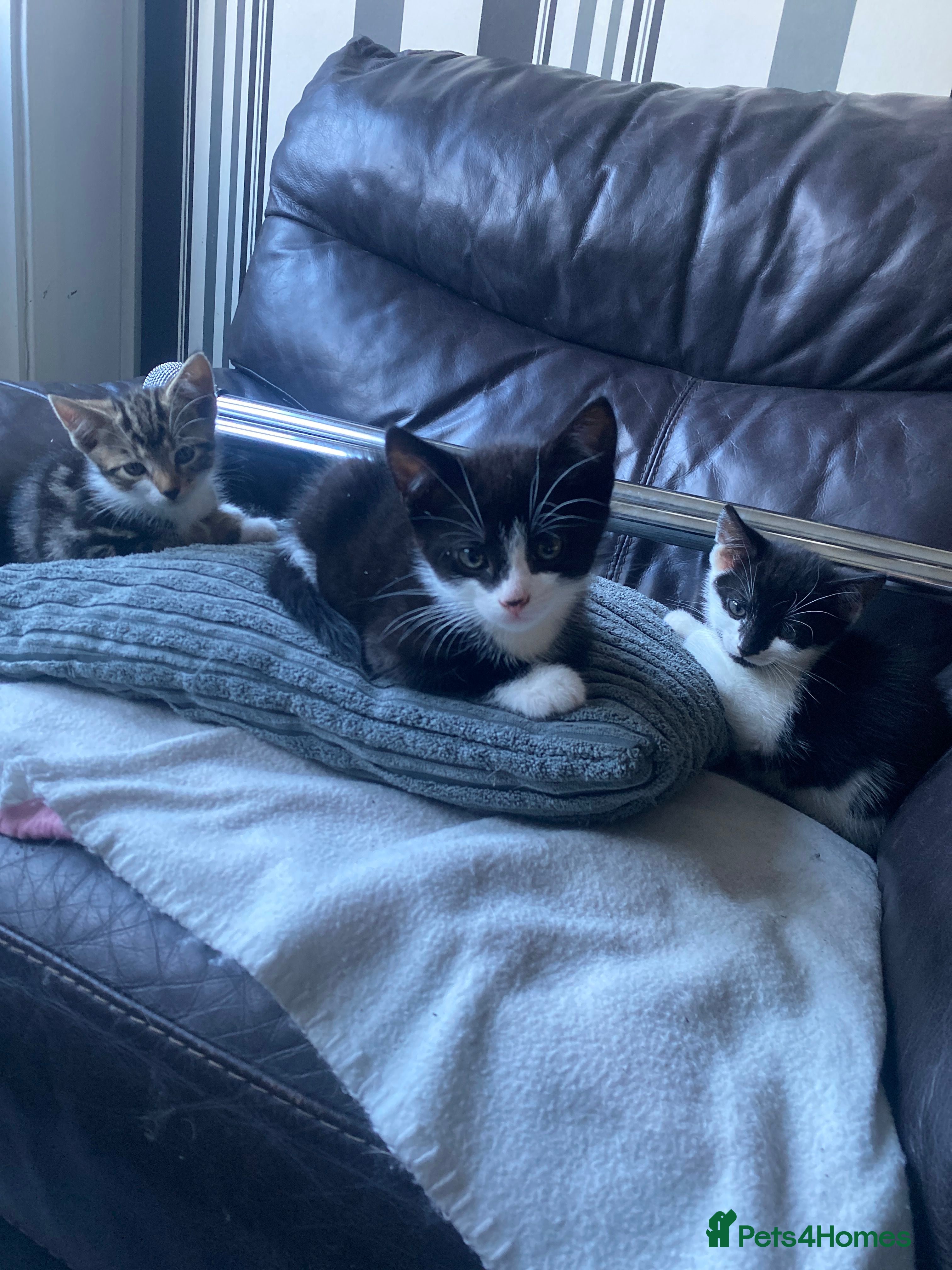 Mixed Breed cats Kittens ready now  - Advert 2