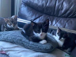Mixed Breed cats Kittens ready now - Advert 2