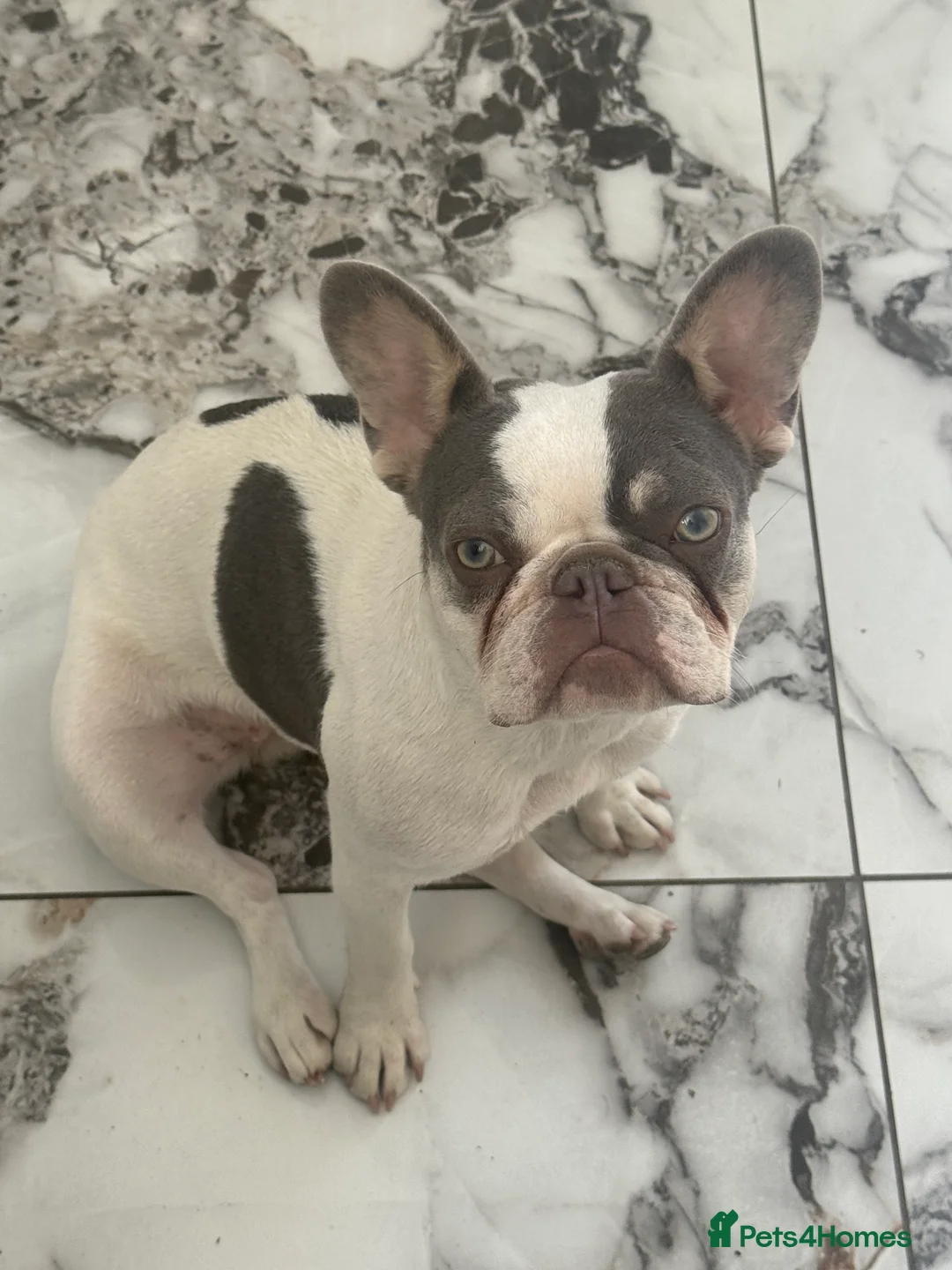 French Bulldog dogs for sale: French bull dog 10 month old for sale  - Advert 2