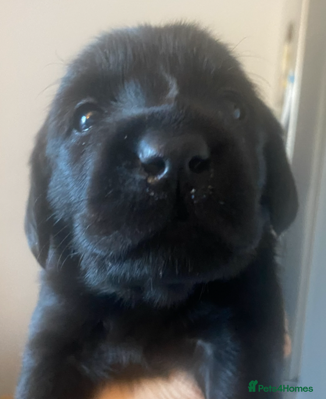 Goldador dogs for sale: 🐾7 Beautiful Labrador x Retriever Puppies🐾 - Advert 11
