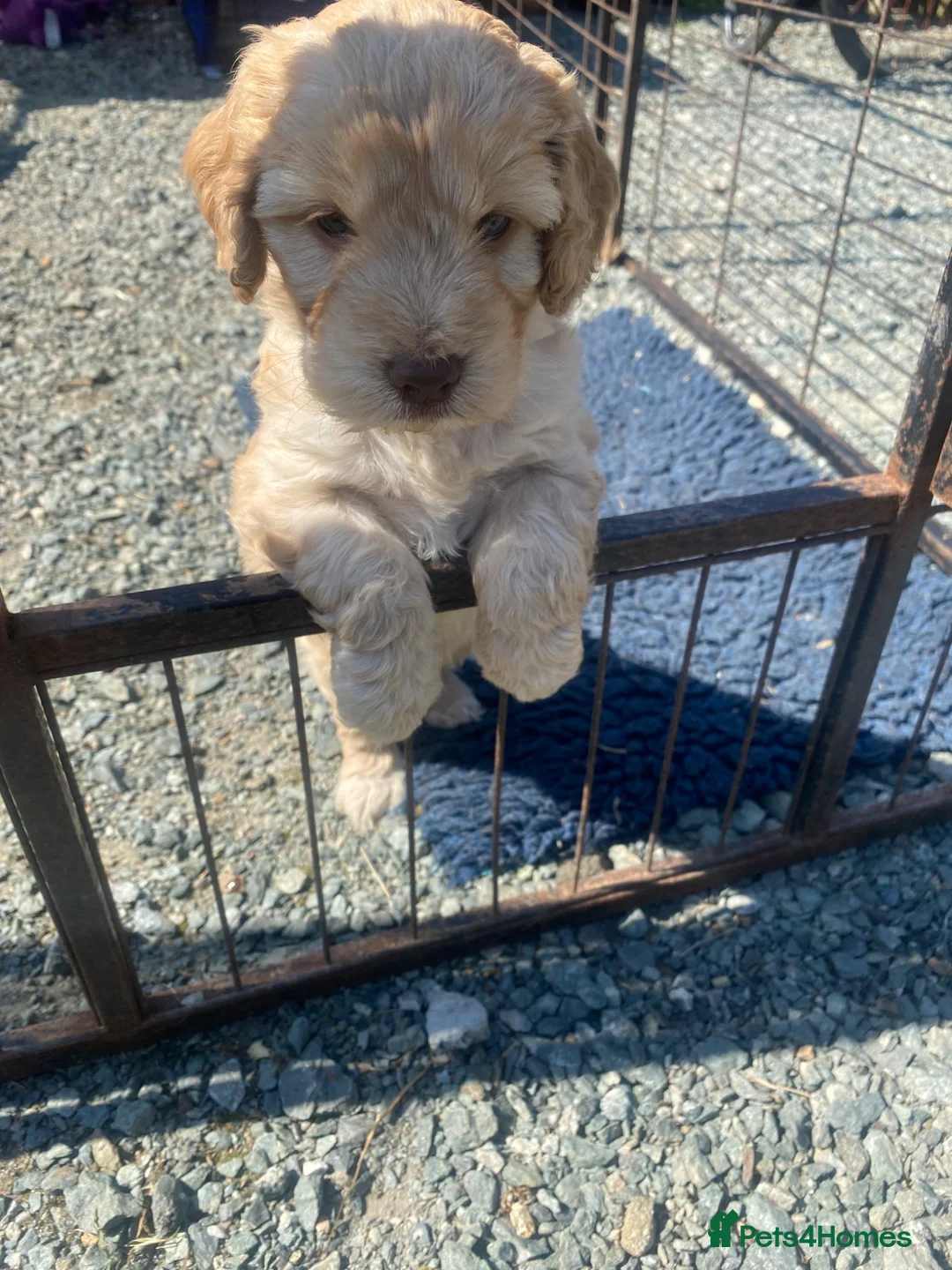 Cockapoo dogs for sale: Miniature cockapoo puppies  - Advert 8