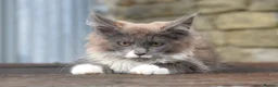 Maine Coon cats for sale: XL Maine coon kittens  - Advert 2