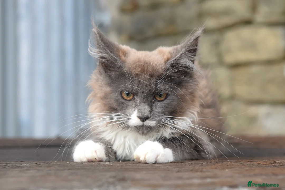 Maine Coon cats for sale: XL Maine coon kittens  - Advert 2
