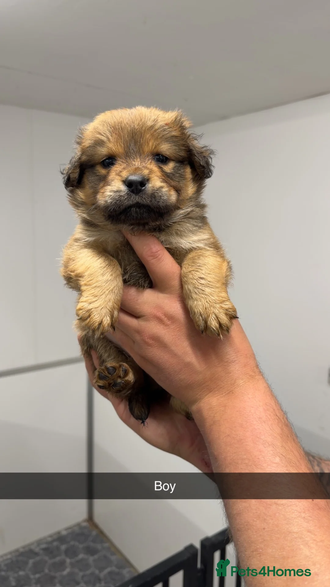 Chow Chow dogs for sale: Chow chow x golden retriever chow  - Advert 8