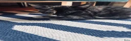 Mixed Breed cats for sale: Six kittens  - Advert 3