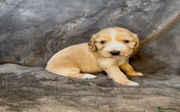 Cocker Spaniel dogs for sale: KC Reg Show Type Cocker Spaniel Pups. Family Home  - Image 27