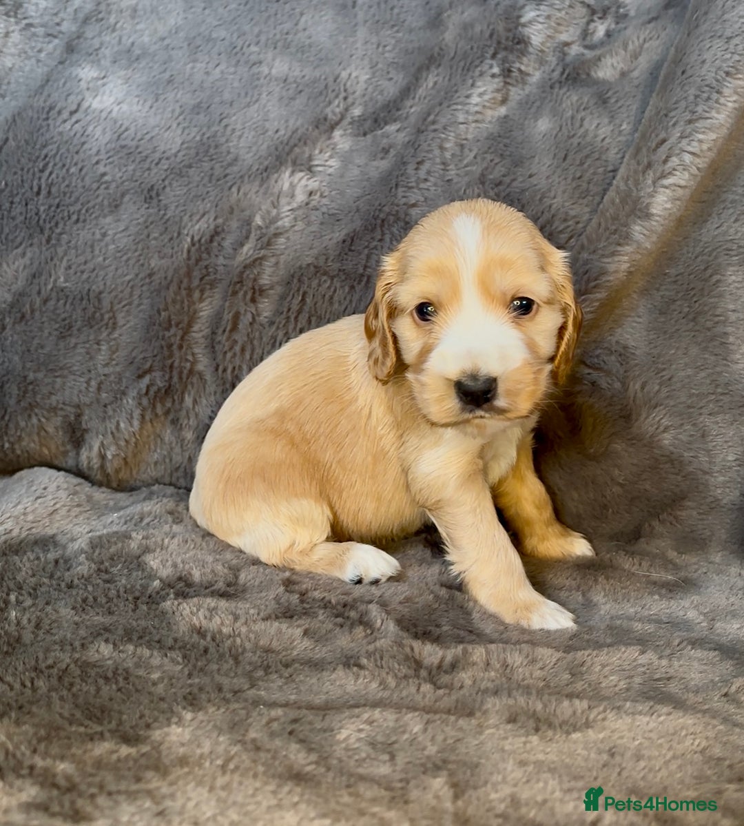 Cocker Spaniel dogs for sale: KC Reg Show Type Cocker Spaniel Pups. Family Home  - Image 27