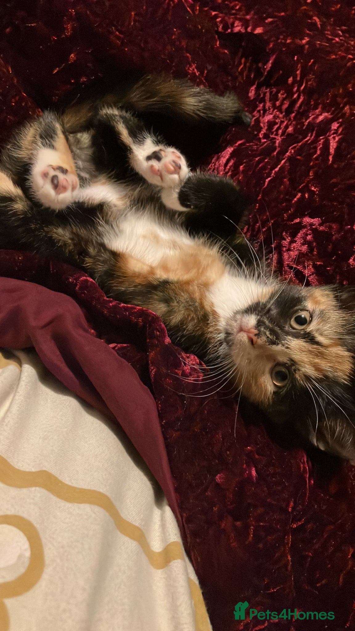 Mixed Breed cats Calico 13 week old kitten - Advert 8