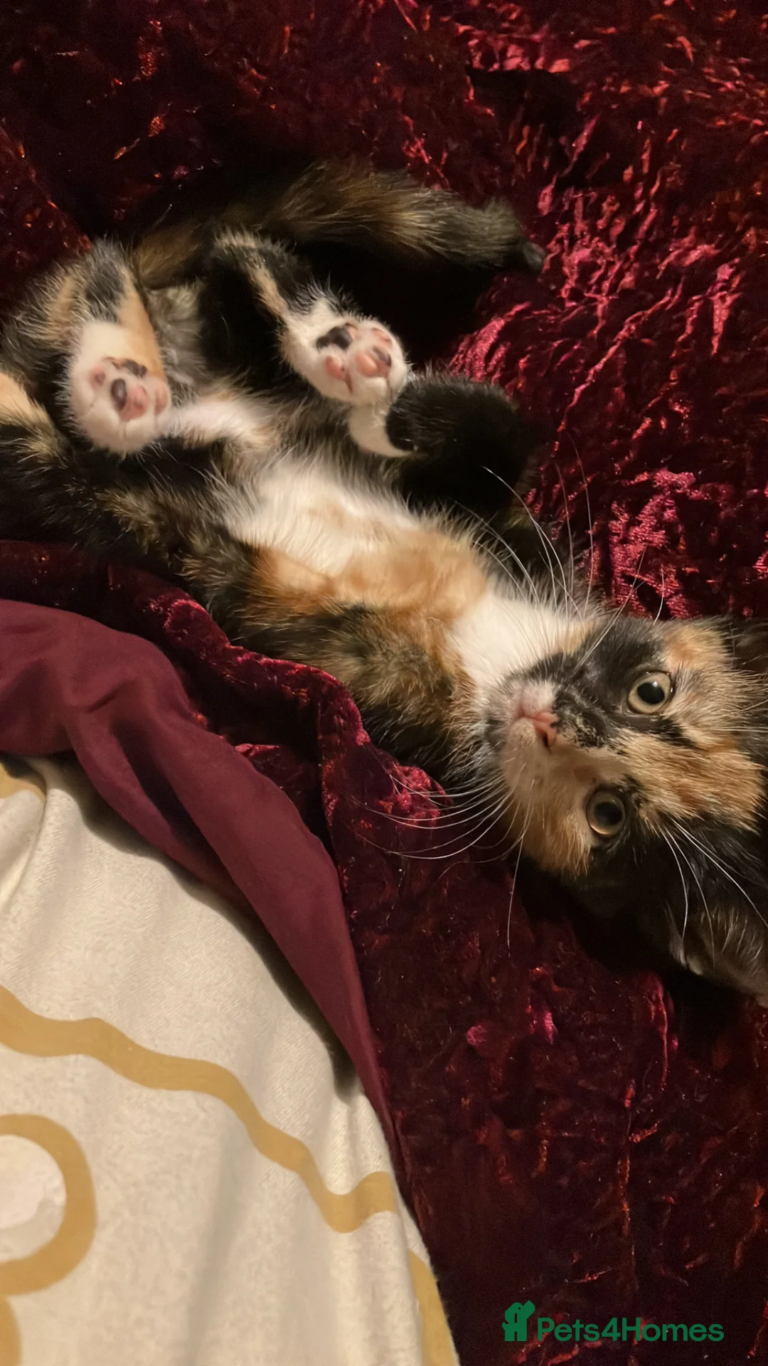 Mixed Breed cats for sale: Calico 13 week old kitten - Advert 1